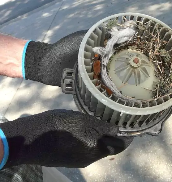 About Air Duct Mice Removal in Venice, FL